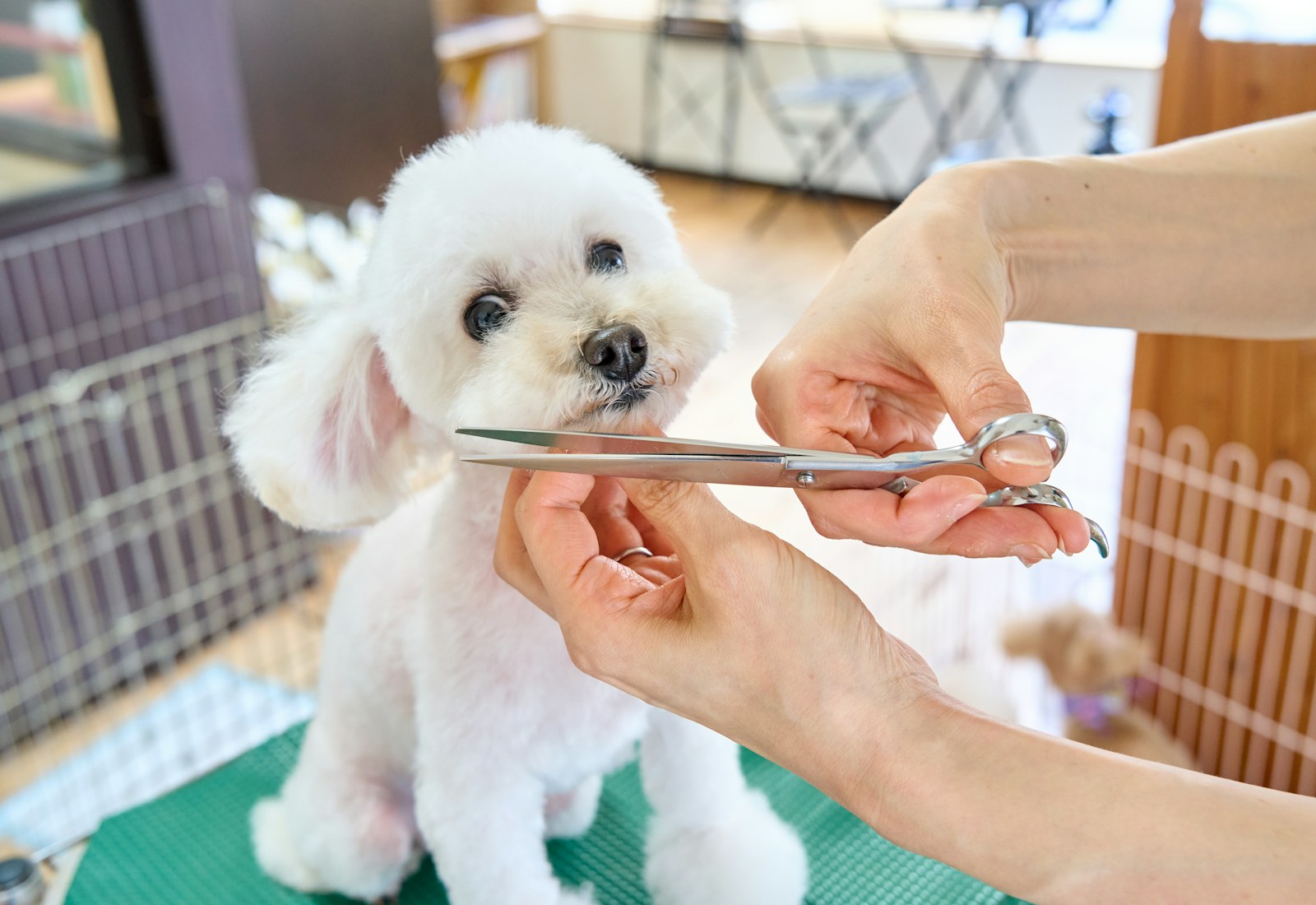 Dog Groomer website demo image